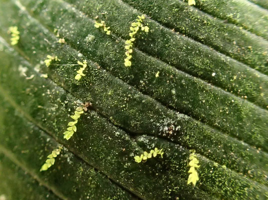 イワガネゼンマイの生葉上に生育する極小なカビゴケ（コケ植物）