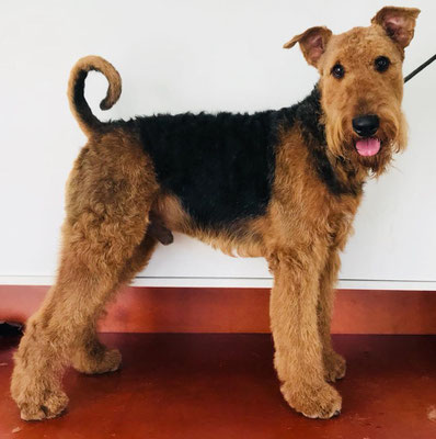 Airedale terrier trimmen