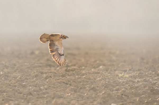 Bussard