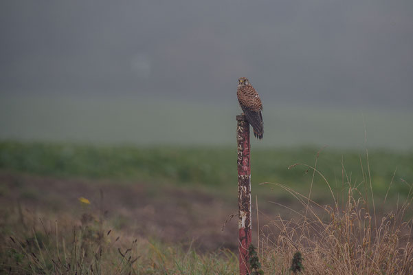 Turmfalke