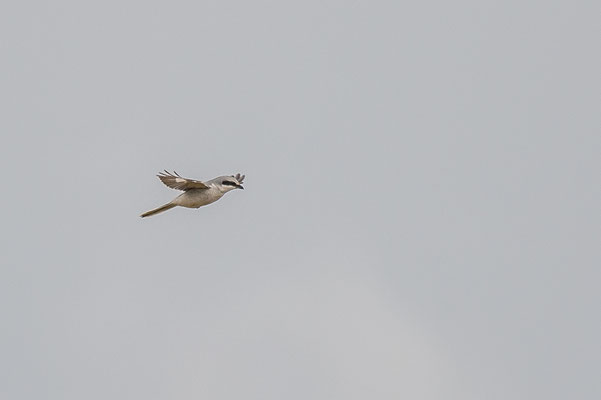 Raubwürger im Rüttelflug