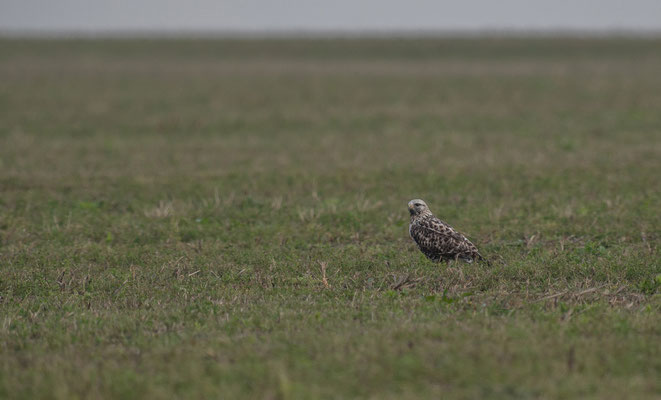 Raufussbussard