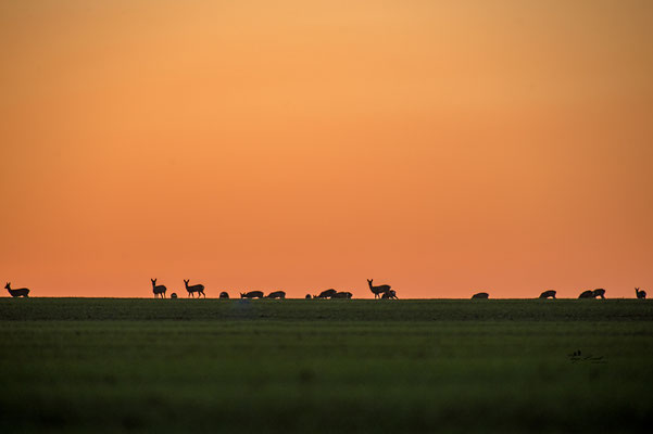 Rehe im Sonnenuntergang