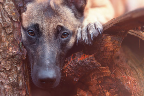 Hunde 2