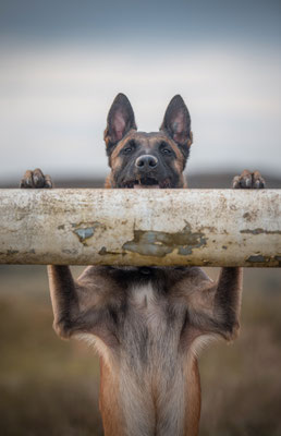 Hunde 10