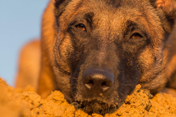Hunde 14