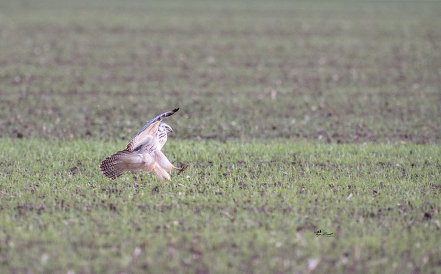 ein sehr heller Bussard