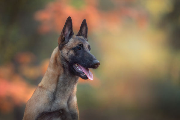 Hunde 5