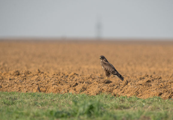 Mäusebussard