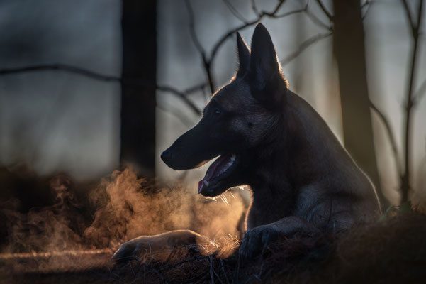 Hunde 1