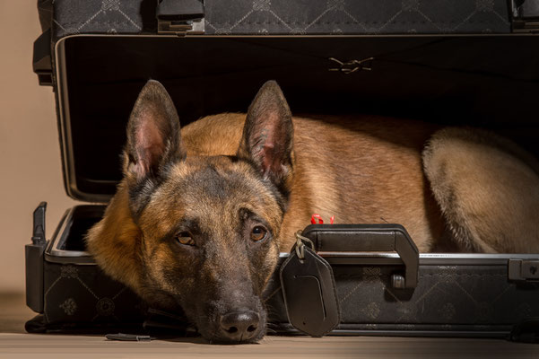 Hunde 6