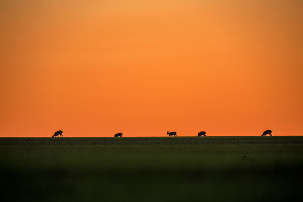 Rehe im Sonnenuntergang