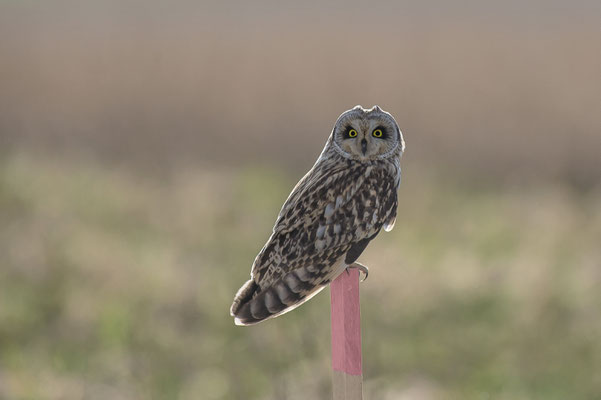 Wildlife 3