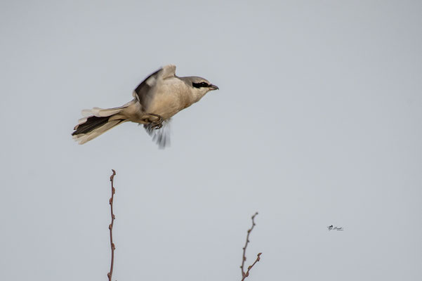 Raubwürger im Rüttelflug