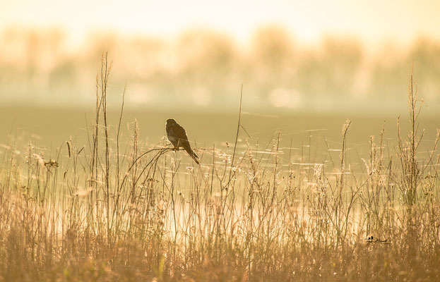 Turmfalke im Gegenlicht