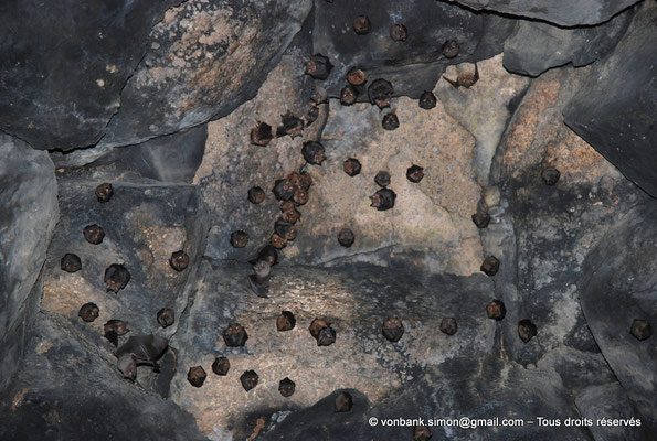 [NU904-2015-115] Nuraghe Majori (Sardaigne) : Chambre couverte en fausse coupole abritant une colonie de petites chauve-souris (Rhinolophus hipposideros)