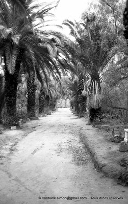 [NB012-1981-06] Carthage (Carthago) : Allée de palmiers -Aire du Tophet