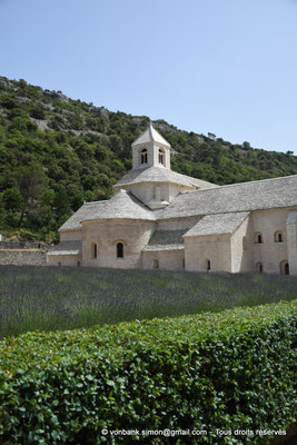 [NU923-2022-4048] 84 - Sénanque : L'abbaye et son champ de lavandin fleuri (vue prise depuis le Nord) - Chevet et clocher