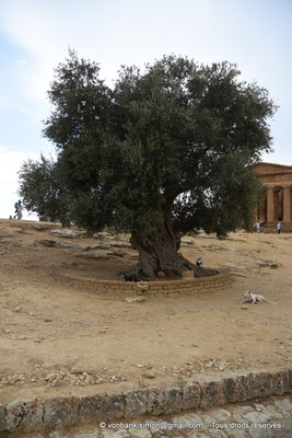 [NU906-2019-1625] Agrigente - Temple de la Concorde : Situé devant le temple, Olivier vieux de 5 à 6 siècles