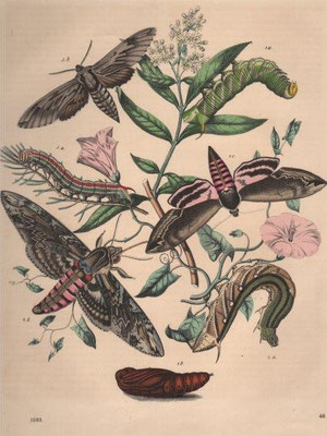 Insekten, Stahlstich, col., 1863, 21,3 x 17,5 cm, Art Anst v E. Hochdanz / 40 Euro