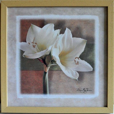  Jones, Tina Mc, o.T., Amarylis, Aquarell, o.J., 22,0 x 22,0 cm / 60 Euro