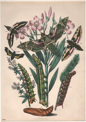 Insekten, Stahlstich, col., 1866, 22,5 x 16,0 cm, Art Anst v E / 40 Euro