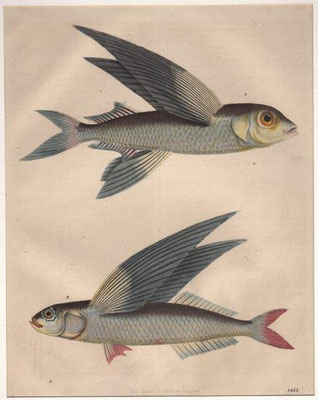 Fliegende Fische, Stahlstich, col., 1844, 20,0 x 17,0 cm, Lith. Anst / 40 Euro