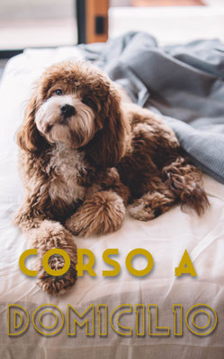 Addestramento cani a Cassano d'Adda e Treviglio
