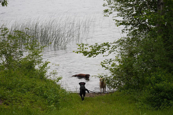 Allgäu,T-Dogs,26.-30.5.2015, Foto Nr.41