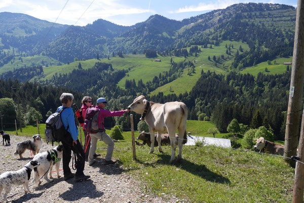 Allgäu,T-Dogs,26.-30.5.2015, Foto Nr.17