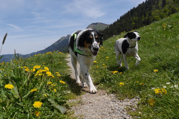 Allgäu,T-Dogs,26.-30.5.2015, Foto Nr.26