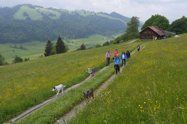 Allgäu,T-Dogs,26.-30.5.2015, Foto Nr.5