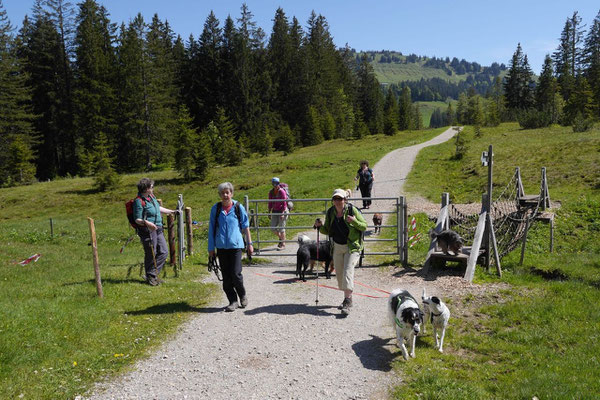 Allgäu,T-Dogs,26.-30.5.2015, Foto Nr.28