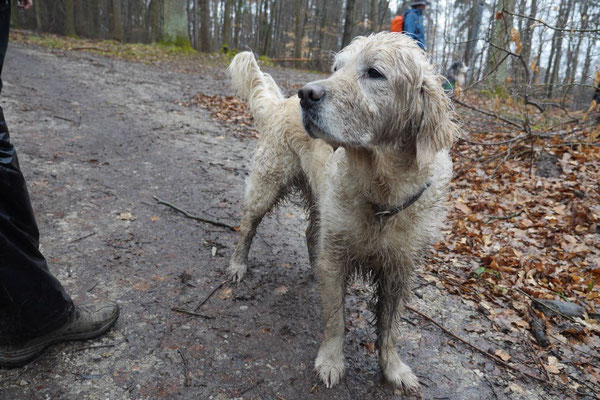Rheingau Ostern,T-Dogs,3.-6.4.2015 Foto Nr.13
