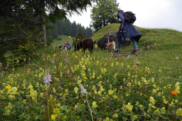 Allgäu,T-Dogs,26.-30.5.2015, Foto Nr.7