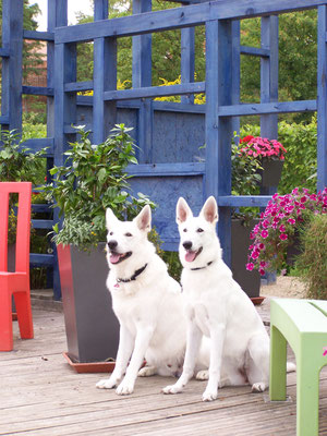 Weisse Schäferhunde Zucht Stockhaar