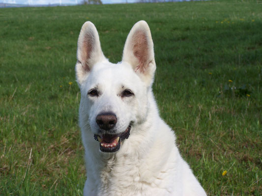 unsere erste Weisse Schäferhündin Laika