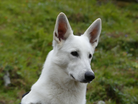 Weisse Schäferhunde in Sachsen