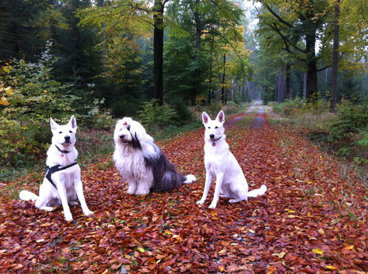 Dusty Sir und Gracie Elayne mit Hundefreundin Hermine