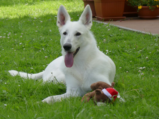 Zuchthündin Weisse Schäferhunde in Sachsen