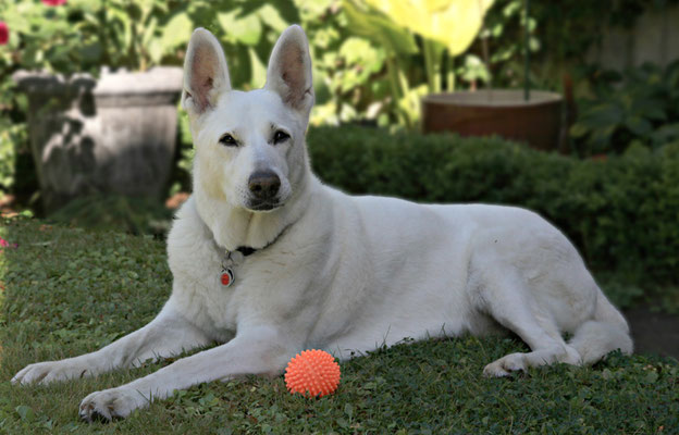 Weisse Schäferhündin Laika