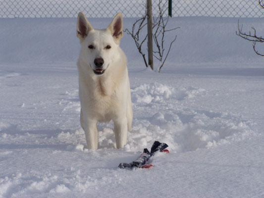 White of the Arctic- Deckrüde Stockhaar weisser schäferhund