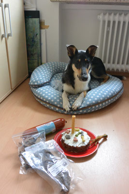 1. Geburtstag! (1 Jahr alt) Blade liegt auf seinem Kissen, vor ihm steht eine Hundetorte mit einer Kaurolle als "Kerze" und einige Geschenke. 