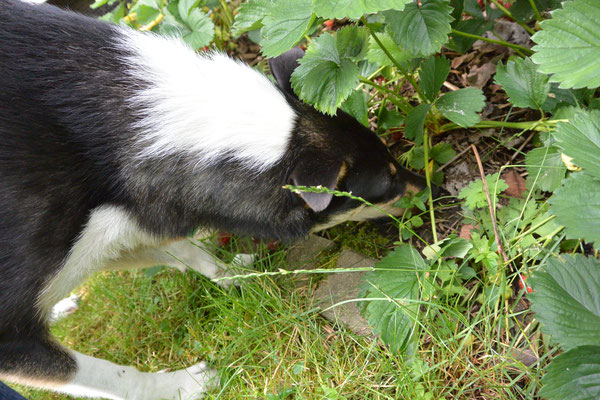 Erdbeeren im Garten naschen (11 Monate alt) Blade sucht Erdbeeren an einer Erdbeerpflanze. 