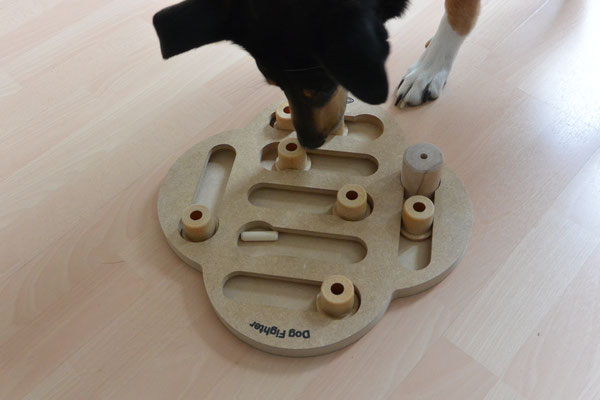 Ein Schiebespiel: Holzklötzchen, under denen Futter versteckt werden kann, müssen so durch die Holzform geschoben werden, dass man sie hochnehmen kann. Dies geht immer nur an einer Stelle.  Blade schiebt einen Klotz mit seiner Nase.