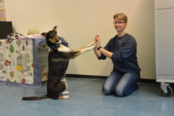 High Five: Frauchen kniet auf dem Boden und zeigt mir ihre Hände. Ich lege beide Pfoten an ihre Hände. 