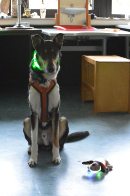 Mein Plüschkumpel Wauzi (ein sehr kleiner Stofftierhund) und Blade mit Leuchthalsbändern im Klassenraum.