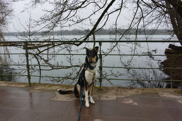 Sitz-Bleib-Übung (9 Monate alt) Blade übt sitzen bleiben, im Hintergrund sieht man den Maschsee. 