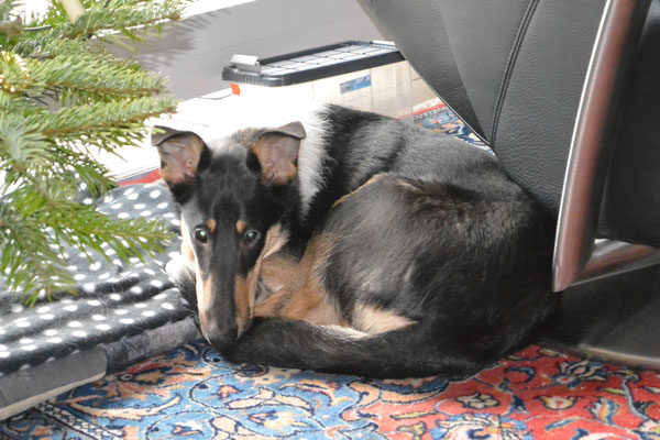 versteckt unterm Weihnachtsbaum (6 Monate alt) Blade liegt ganz klein zusammengerollt zwischen Weihnachtsbaum und Sofa. 