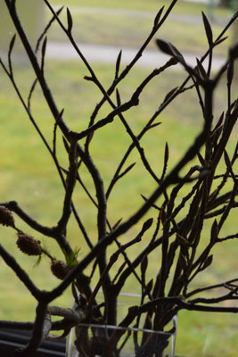 Zweige mit Knospen in einer Vase. Wir wollen beobachten, was damit passiert. 